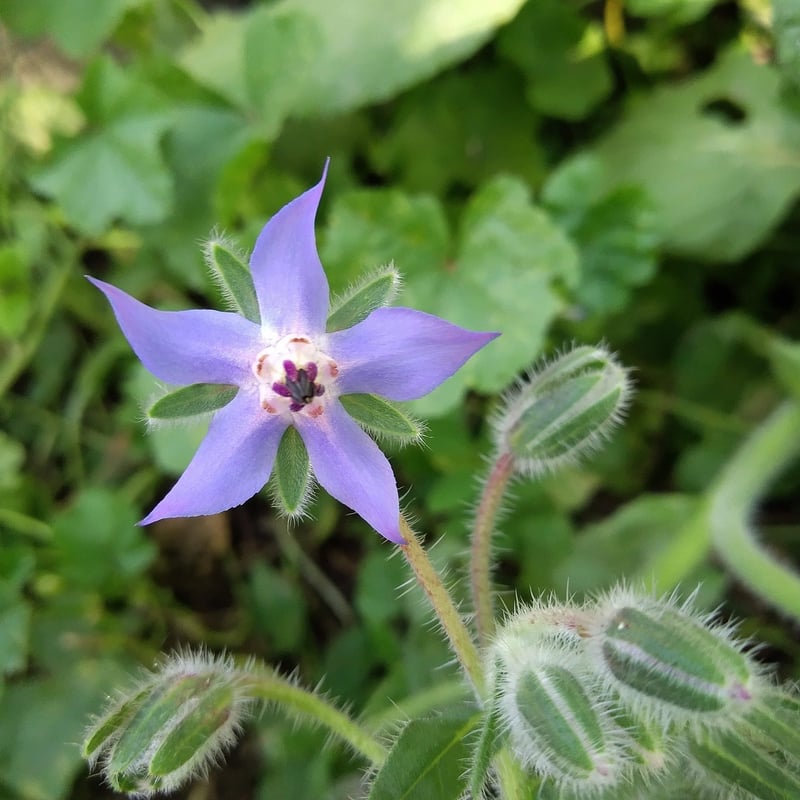 Permaculture Principles