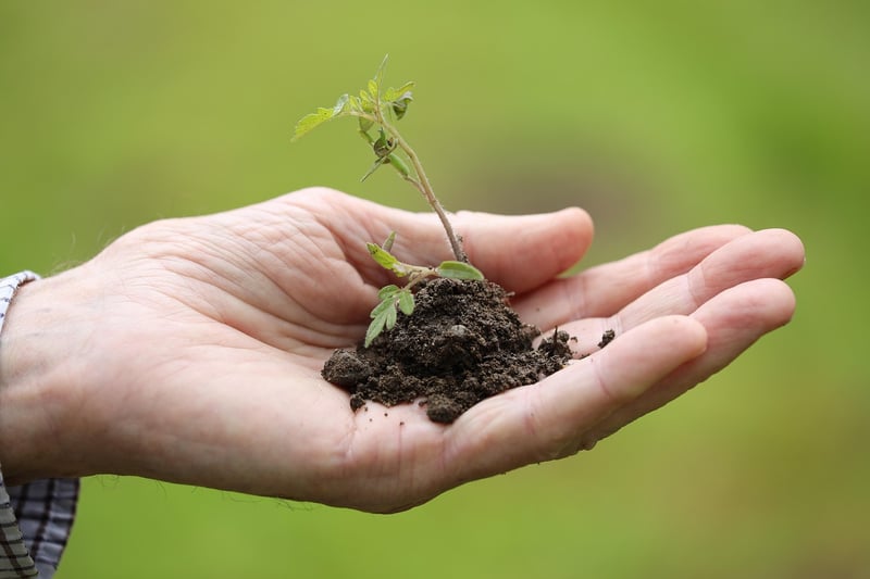 Seasonal Plant Care