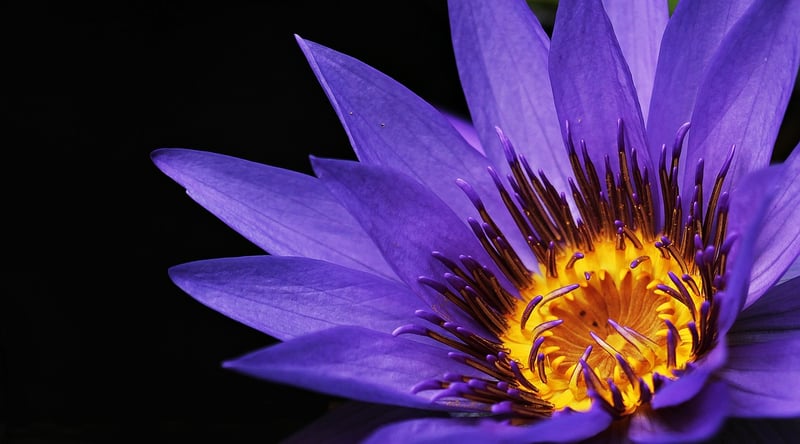Water-Efficient Plants