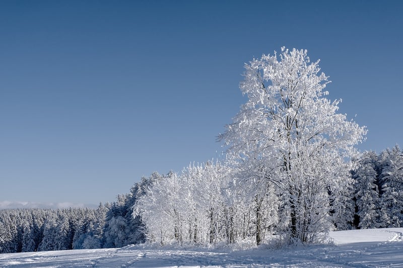 Winter Landscape